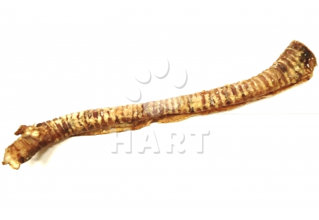 Trachea - hrtan sušený v celku cca 30 cm             1ks