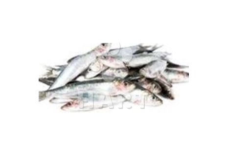 Karas malý nekuchaný mražený 1kg